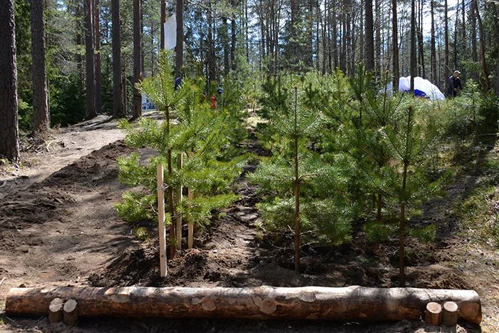 Секретариат Совета МПА СНГ принял участие в экологической акции «Всероссийский день посадки леса»