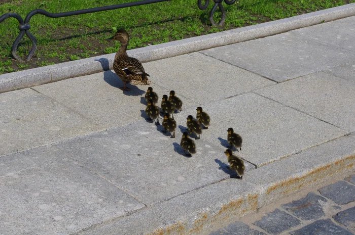 A club of ducks witnesses firsthand the pre-Congress fuss