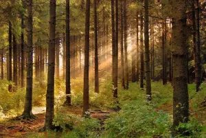 Belarus now chairs the CIS Forestry Council